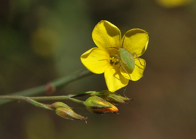 Ninfa di Miridae